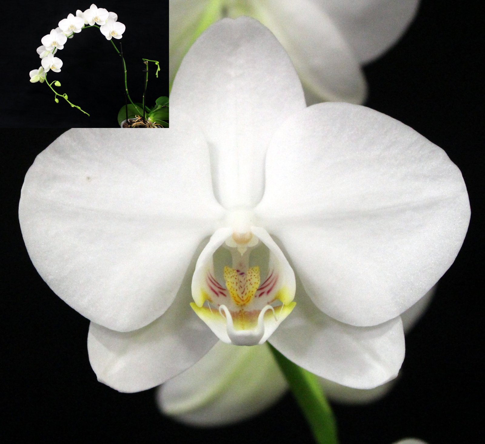 First Division winner – Paph. Unknown, August 2026