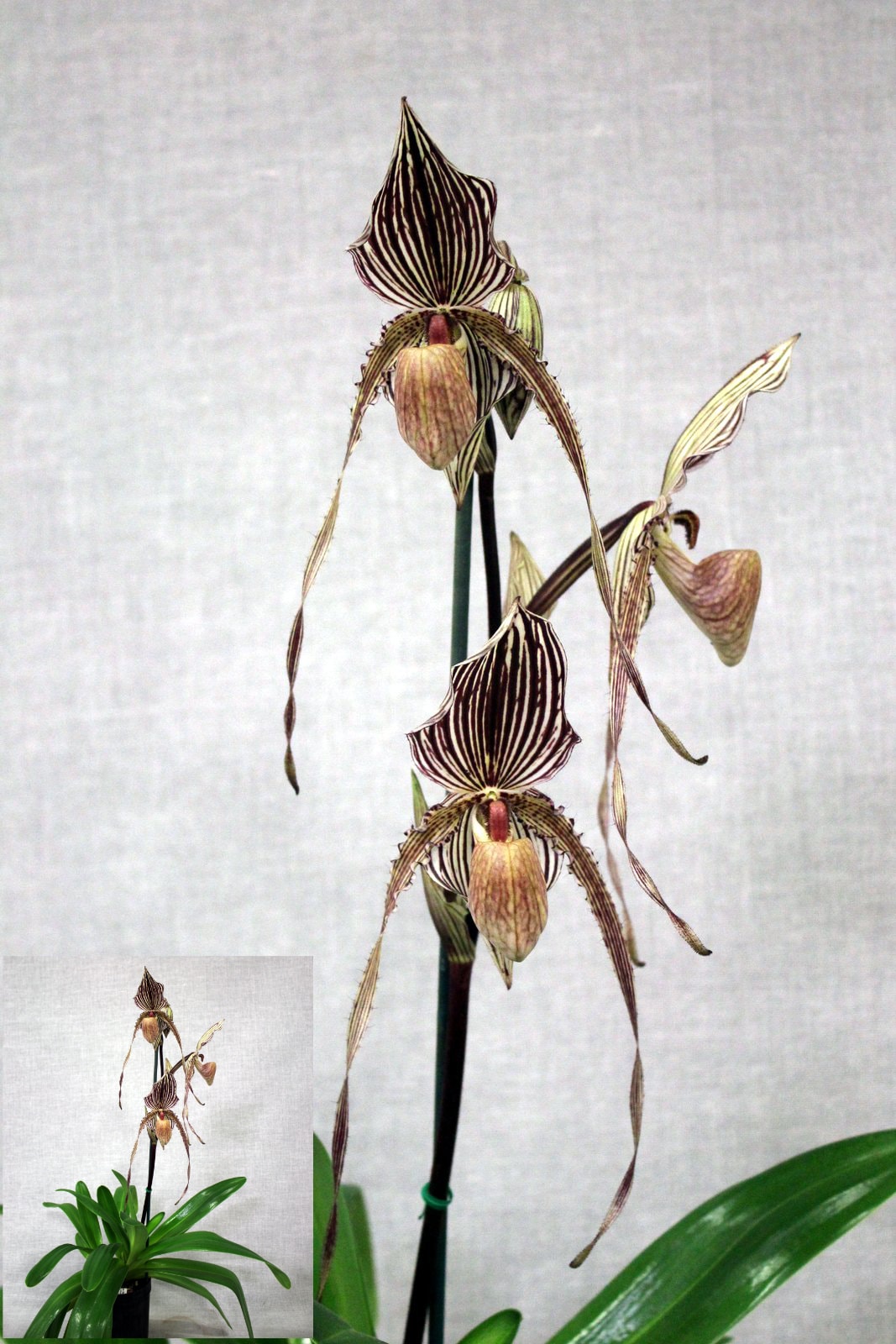 Open Division winner – Paph. Saint Swithins, August 2026