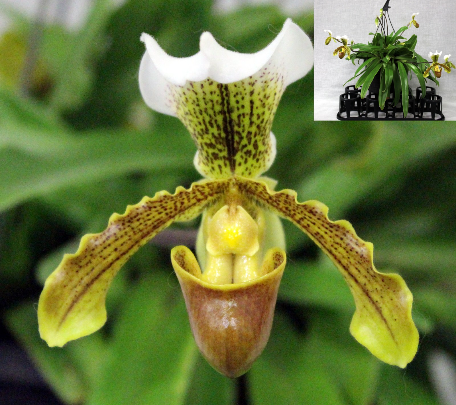 Second Division winner – Paph. Leeanum, August 2026