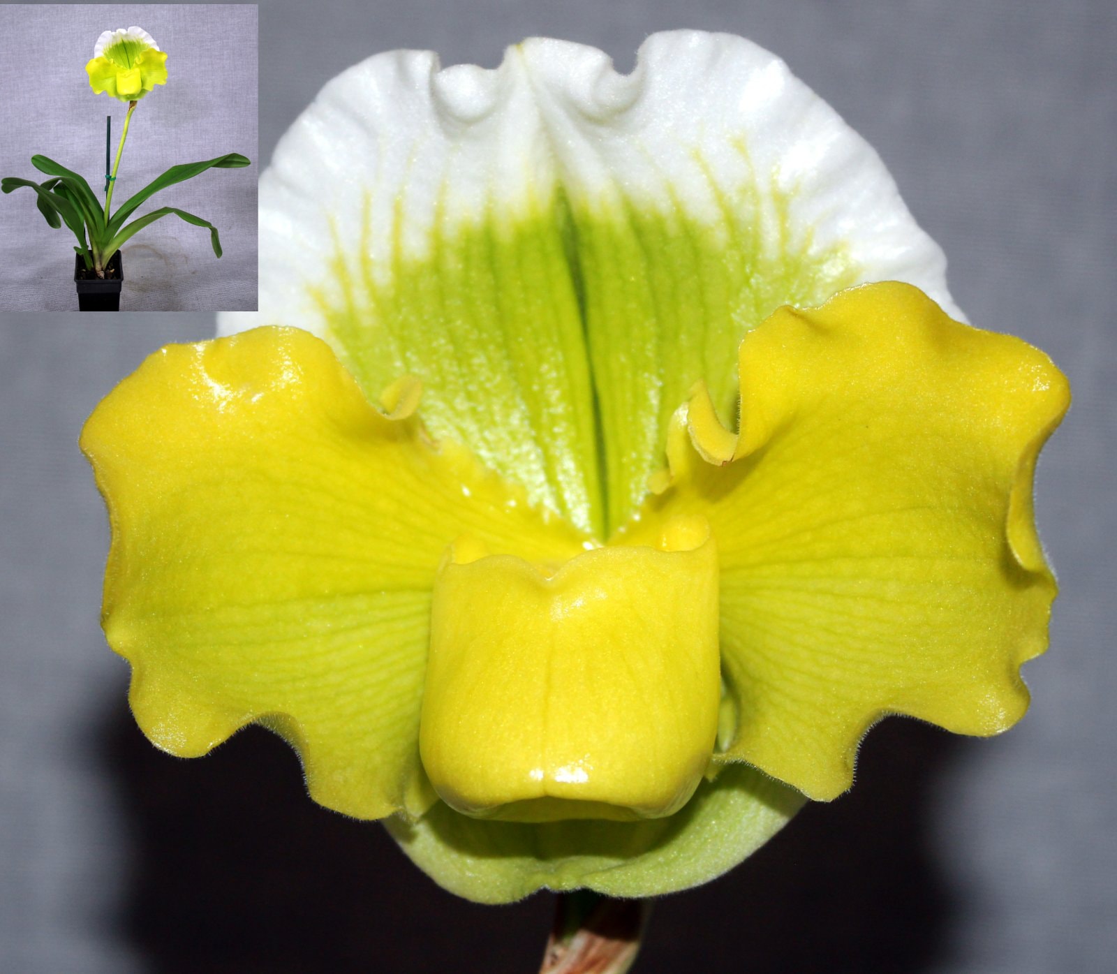 Seedling of the Night – Paph. Genesis a-m Rogers, August 2026