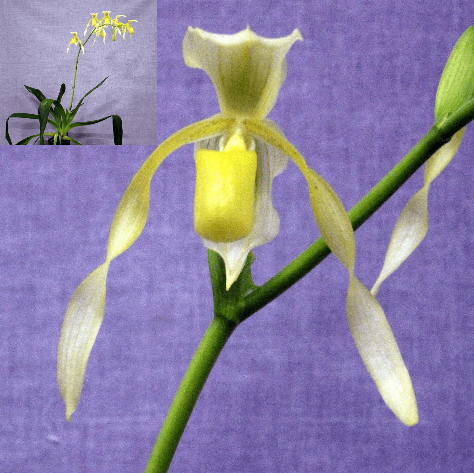 Open Division winner – Paph. (Kolosan × lowii), October 2026