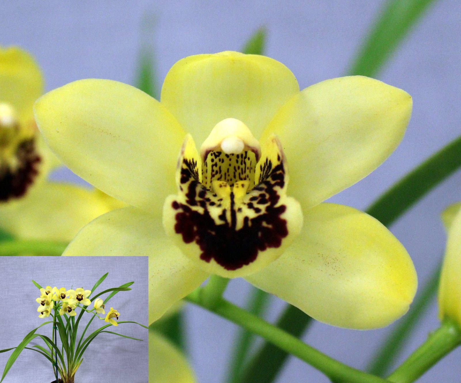 Seedling of the Night – Cym. [Devon Shell × (Icho Tower × Kelly Winter)], October 2026