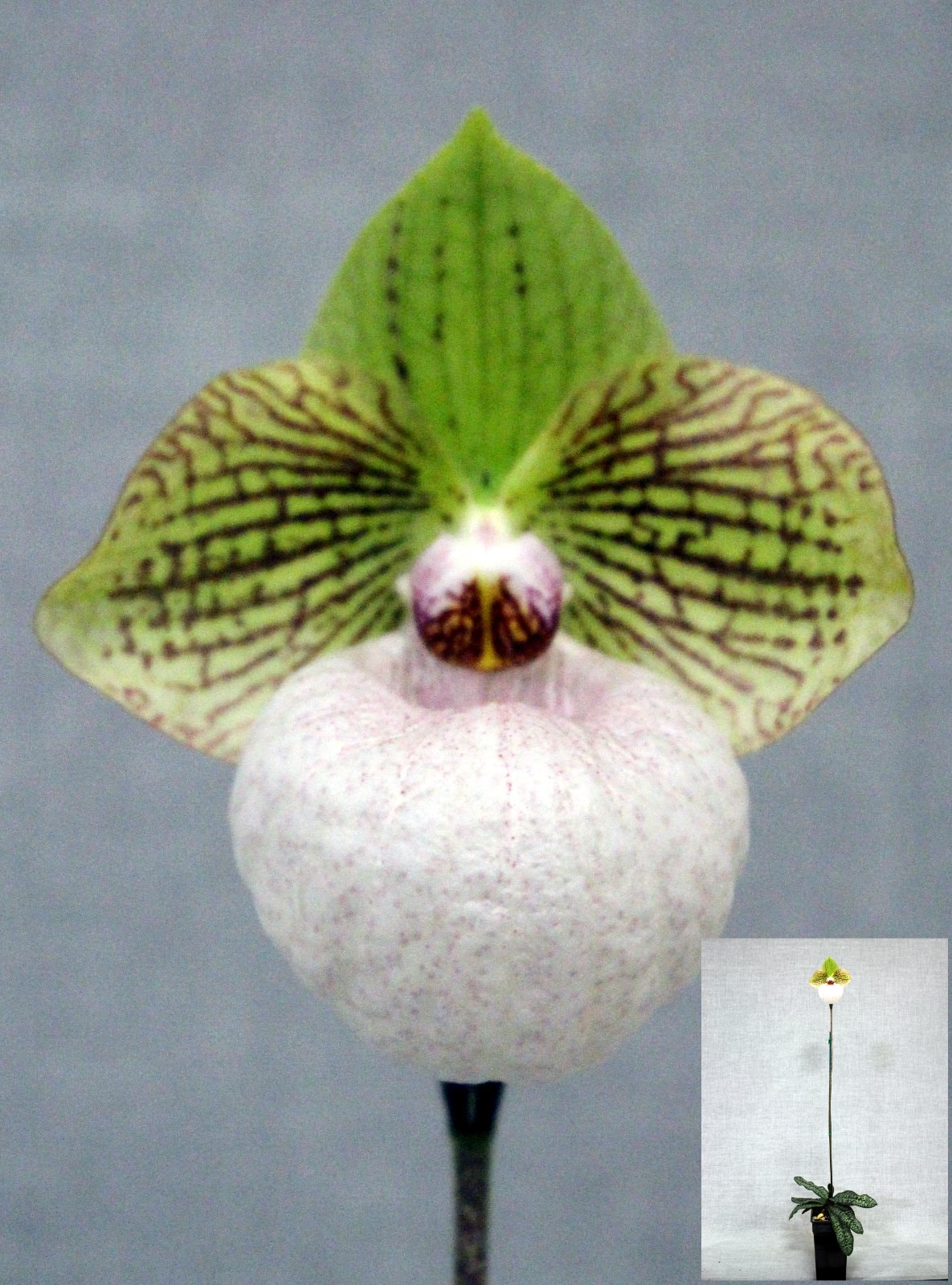Open Division winner – Paph. Fanaticum, September 2026