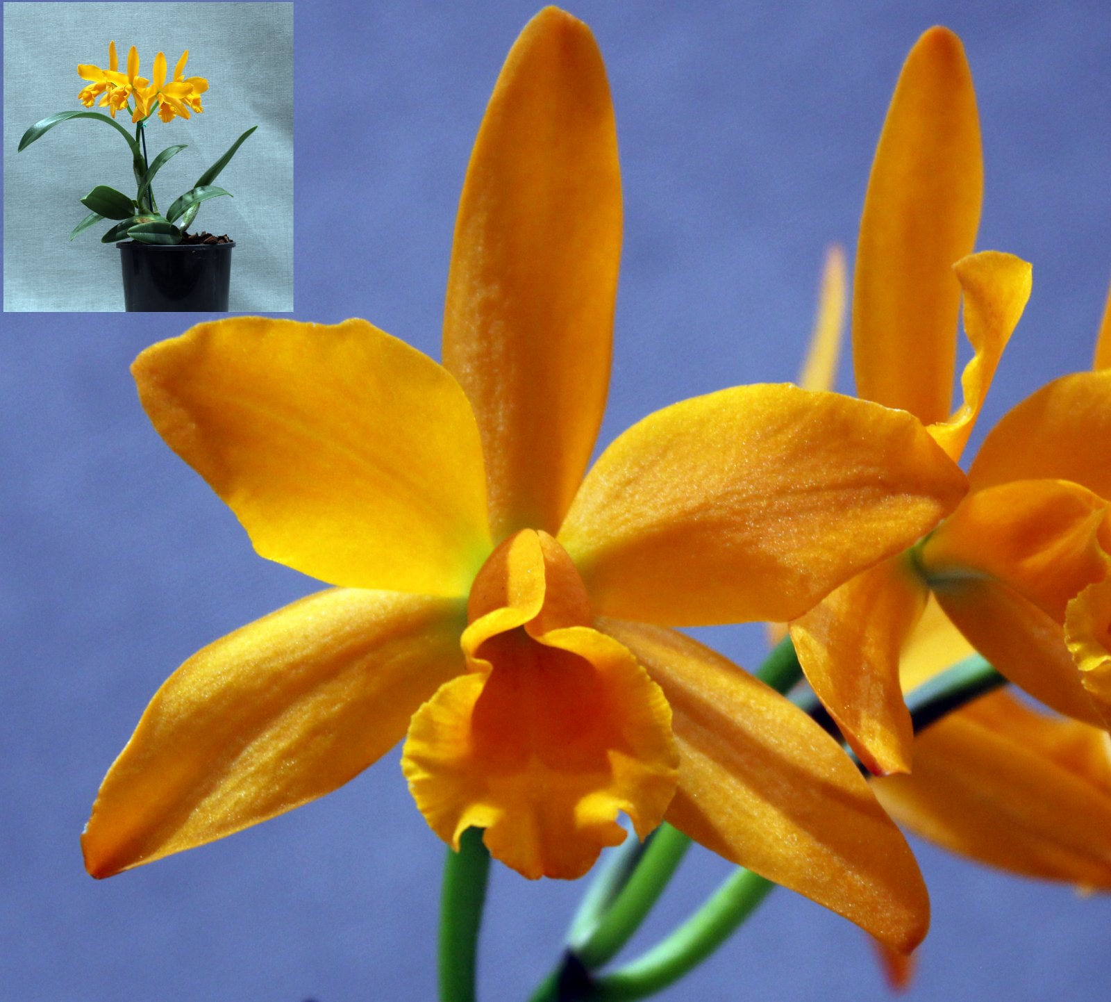 Champion Seedling – Blc. Guess What 'SVO' × Hawaiian Discovery Fluorescent Orange
