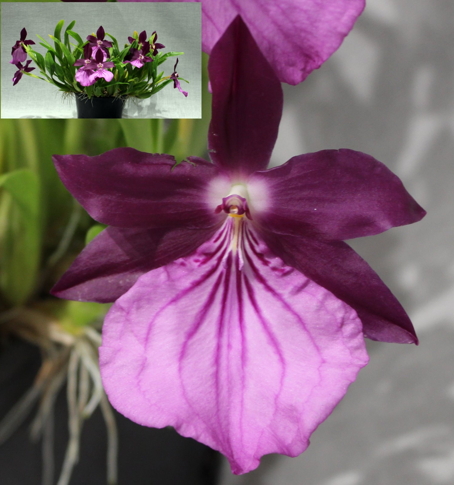 Champion Oncidiinae – Milt. morcliana 'Mouliache'