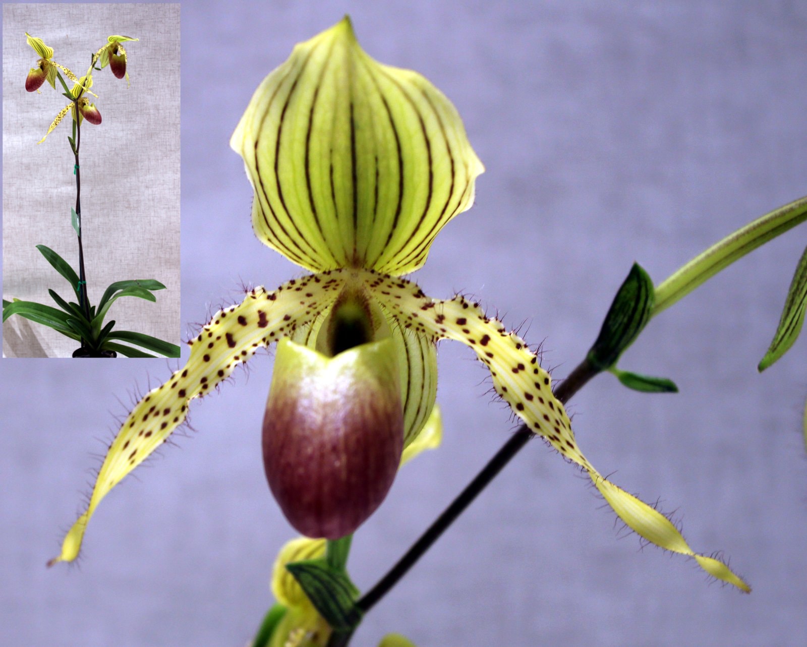 Champion Paphiopedilum – Paph. Prime Child