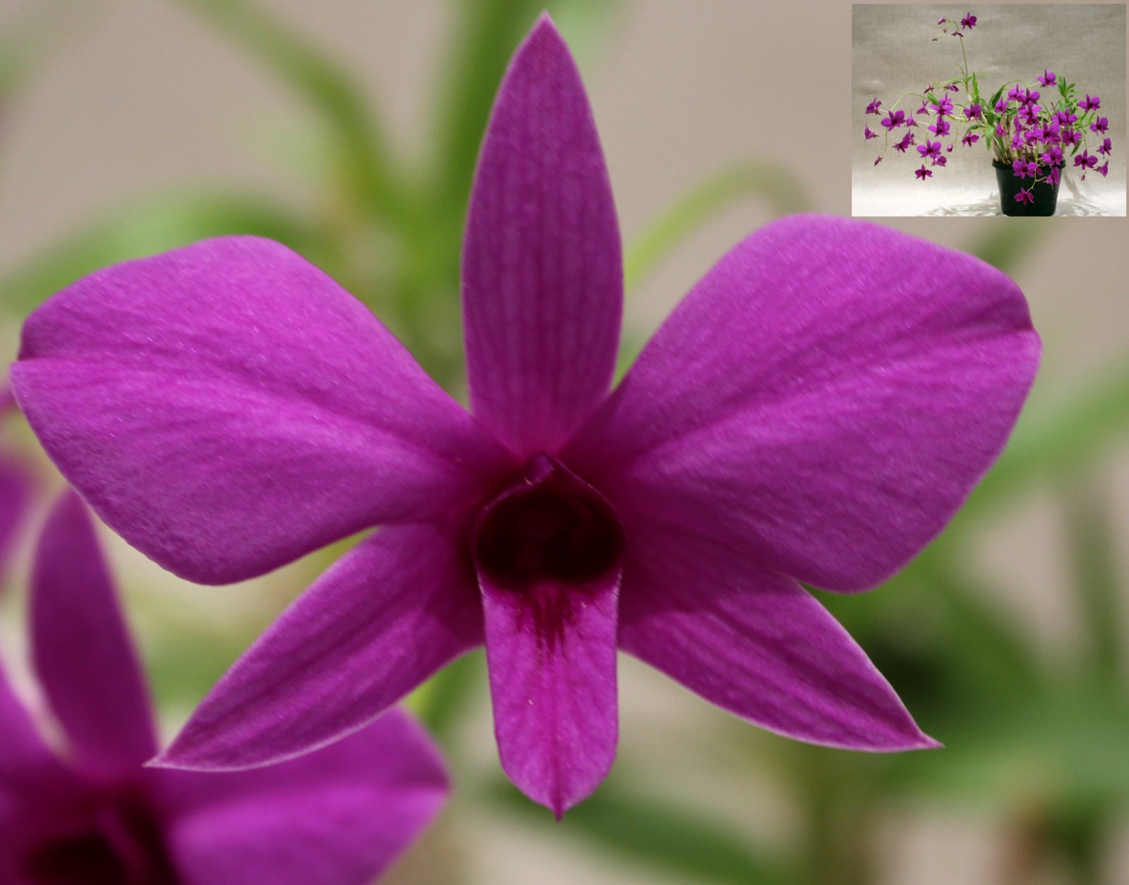 Champion Australian Native / Champion 1st Division / Champion Species – Den. biggibbum var. compactum