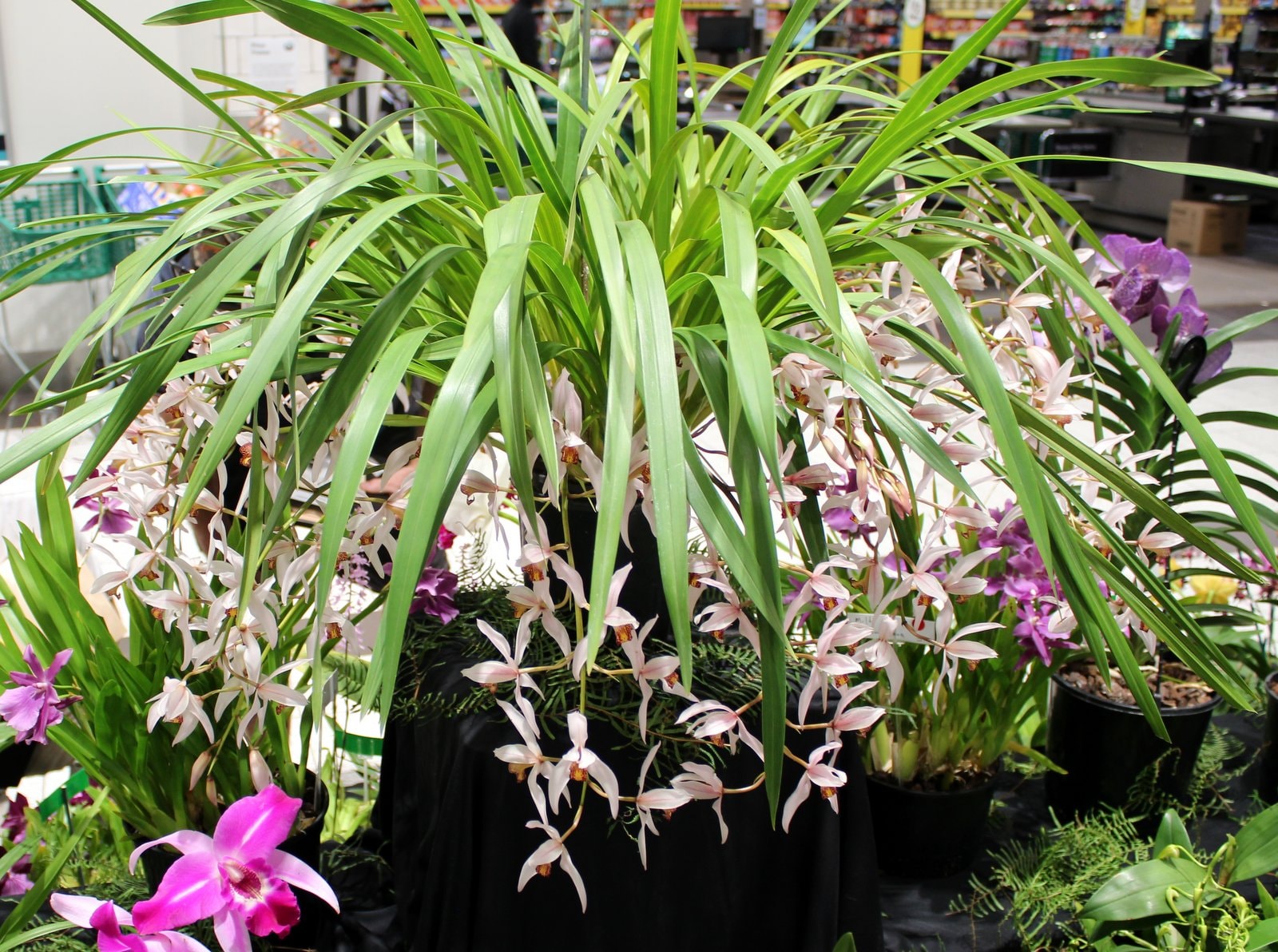 Grand Champion / Champion Open Division / Champion Cymbidium – Cym. Osborn 'Pink Mist'