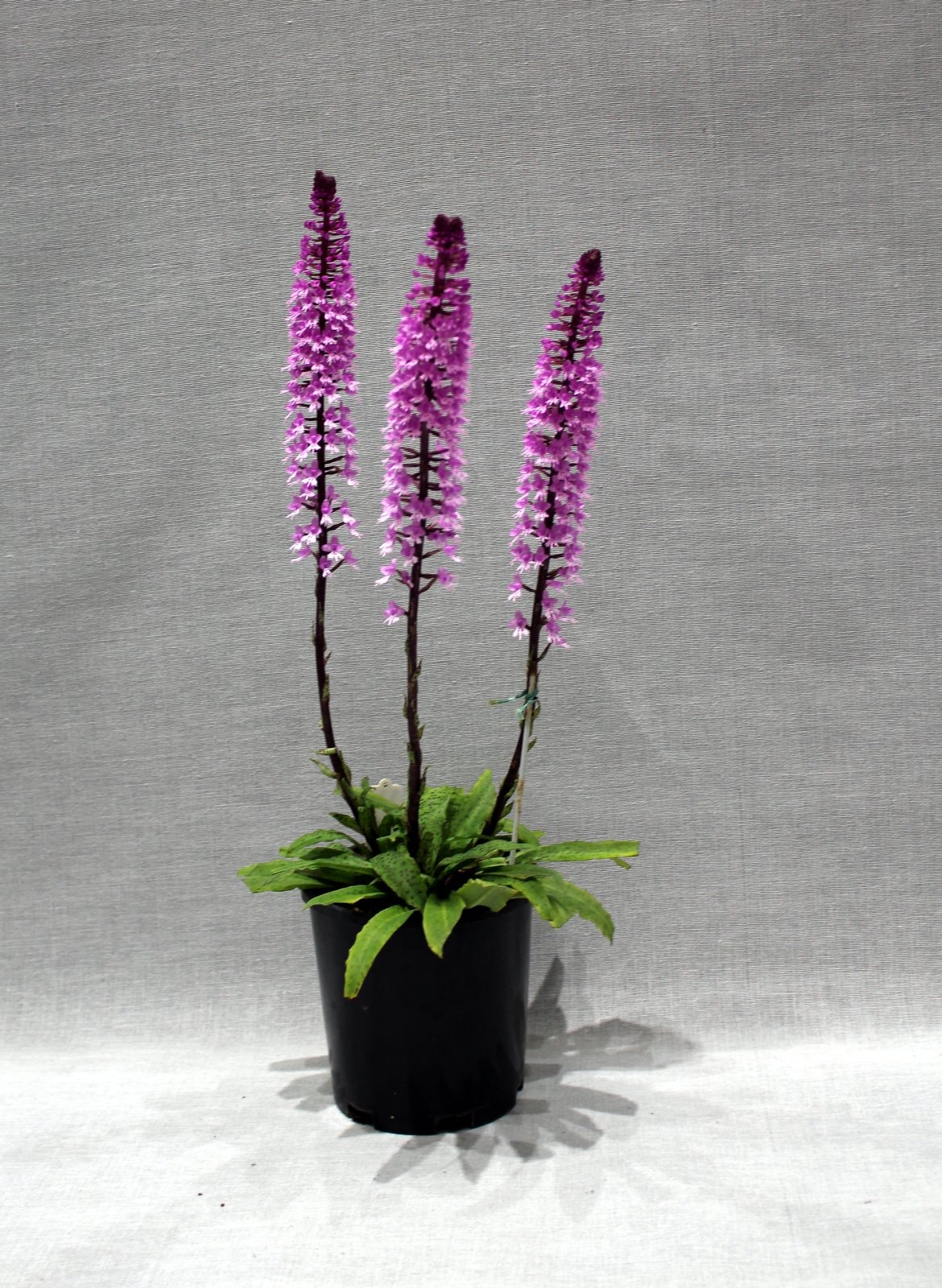 Champion Orchids Any Other – Sngl. Venus 'Noel'