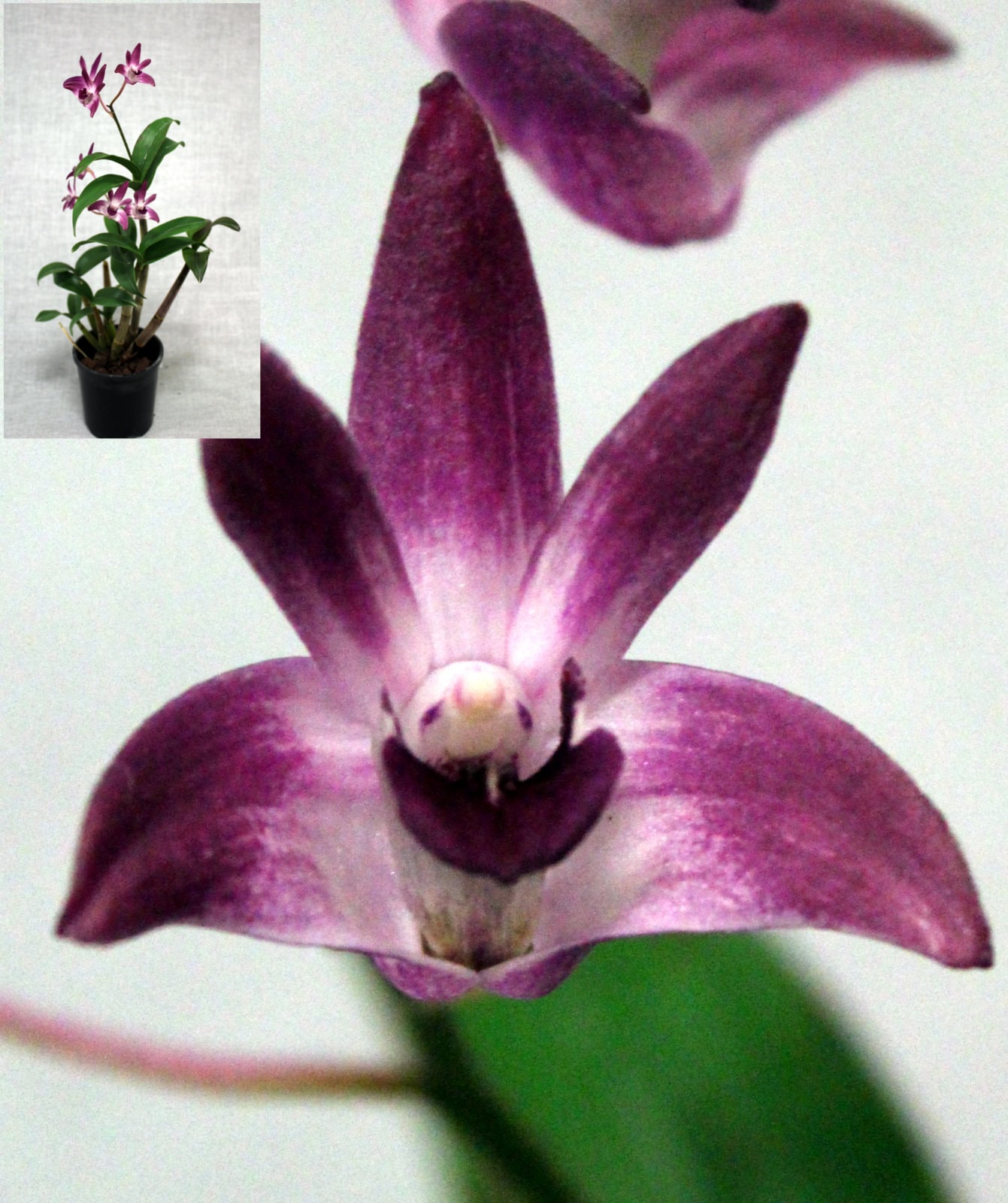 Champion Seedling – purple orchid flower close-up with potted plant inset