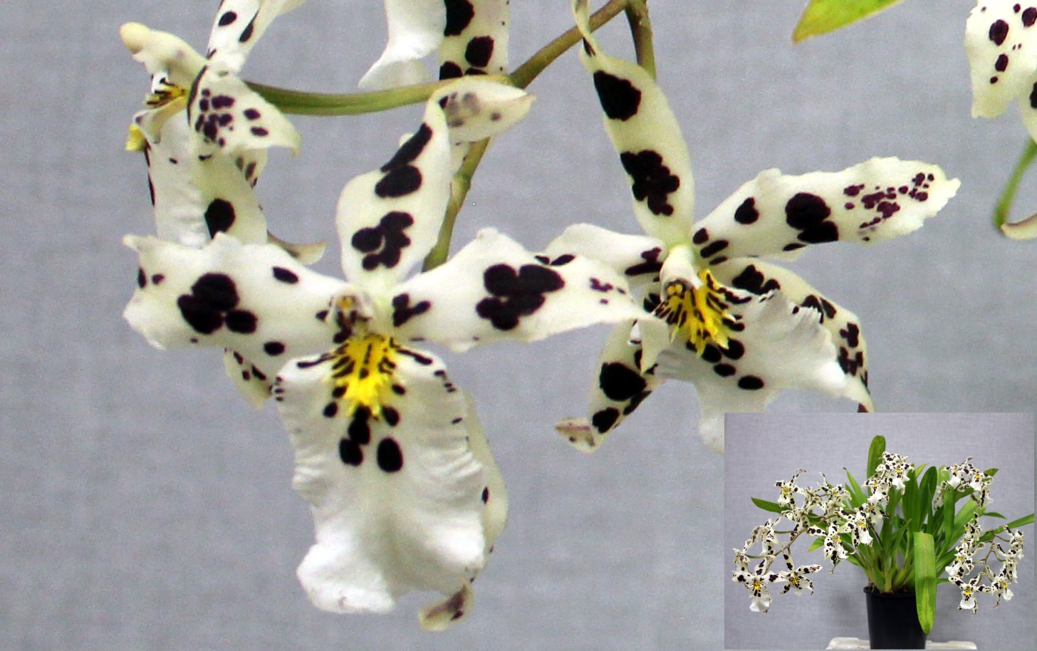 Champion Oncidiinae – white orchid with bold dark purple spots