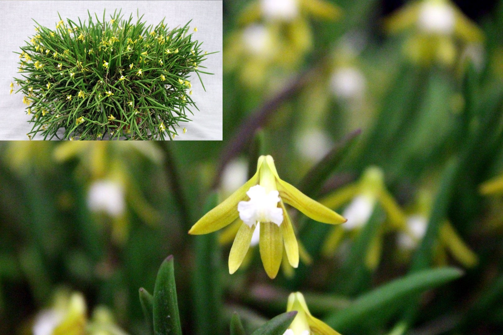 Striolatum Aussie Gold × Goldrusch — First Division entry, Spring Show 2026