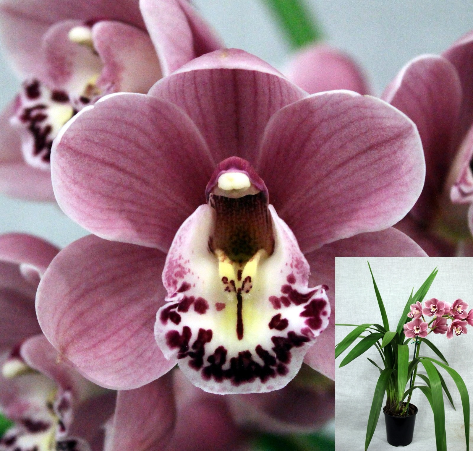 Cym. Khanebono 'Jacinta' — Open Division entry, Spring Show 2026