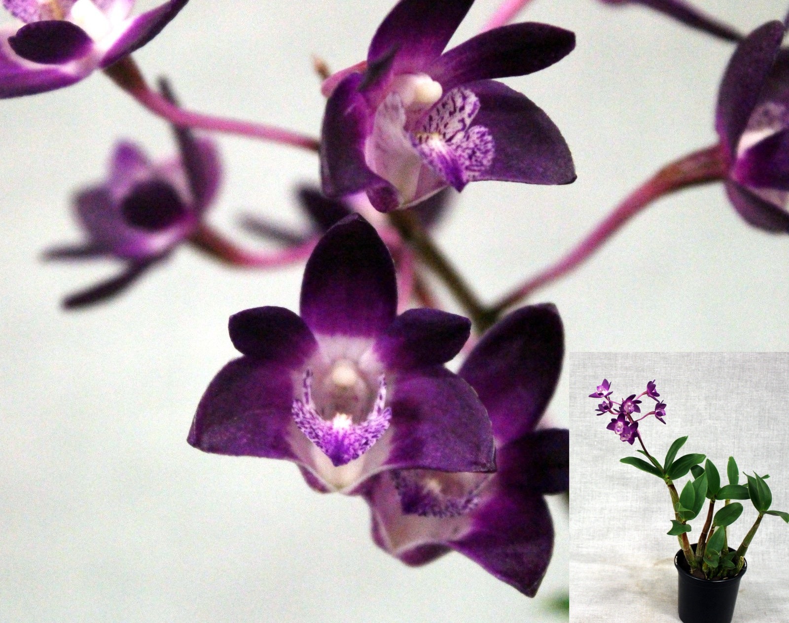 Den. Newbold Beauty × Issy's Pride — Open Division entry, Spring Show 2026