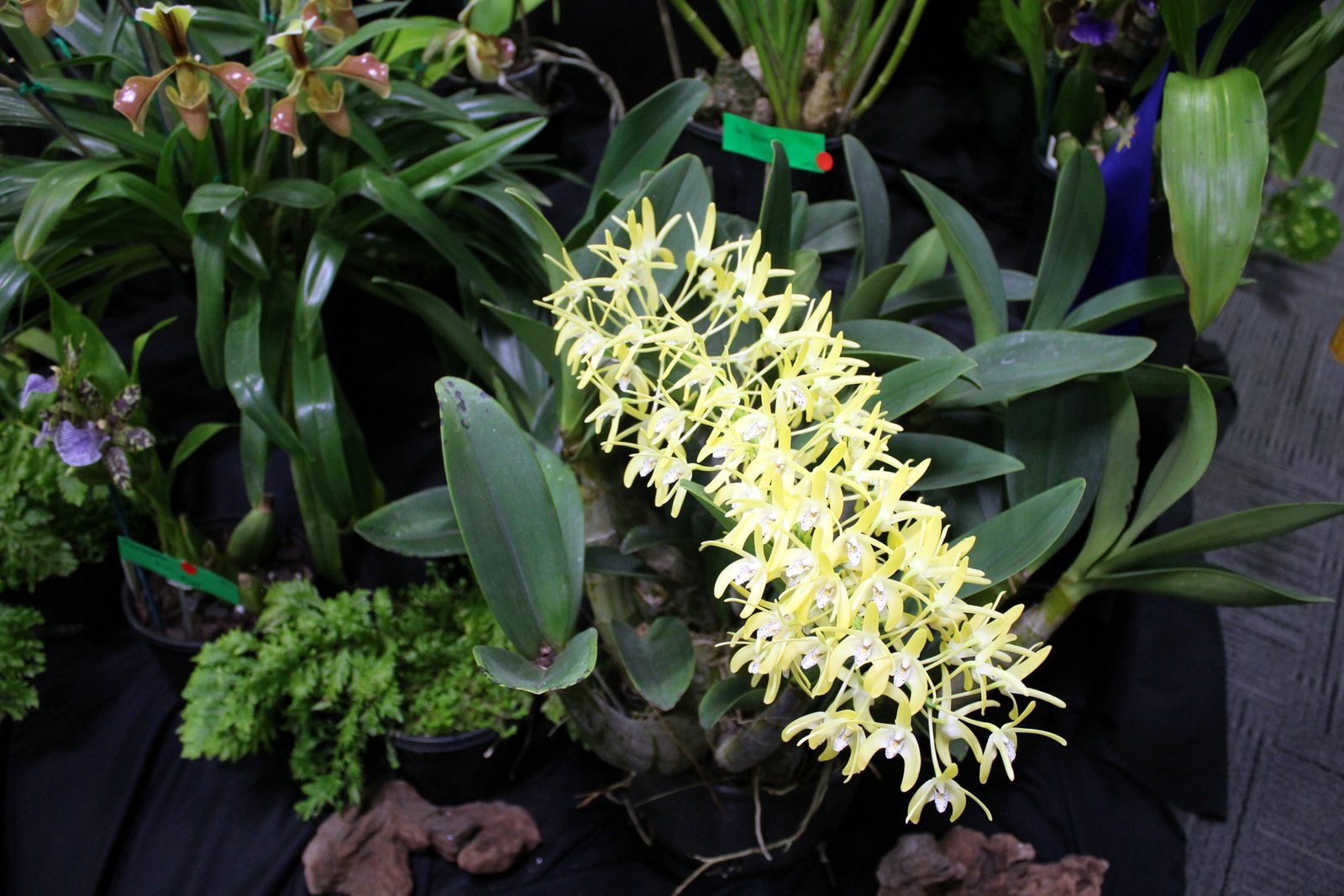 Den. Speciosum — Open Division entry, Spring Show 2026