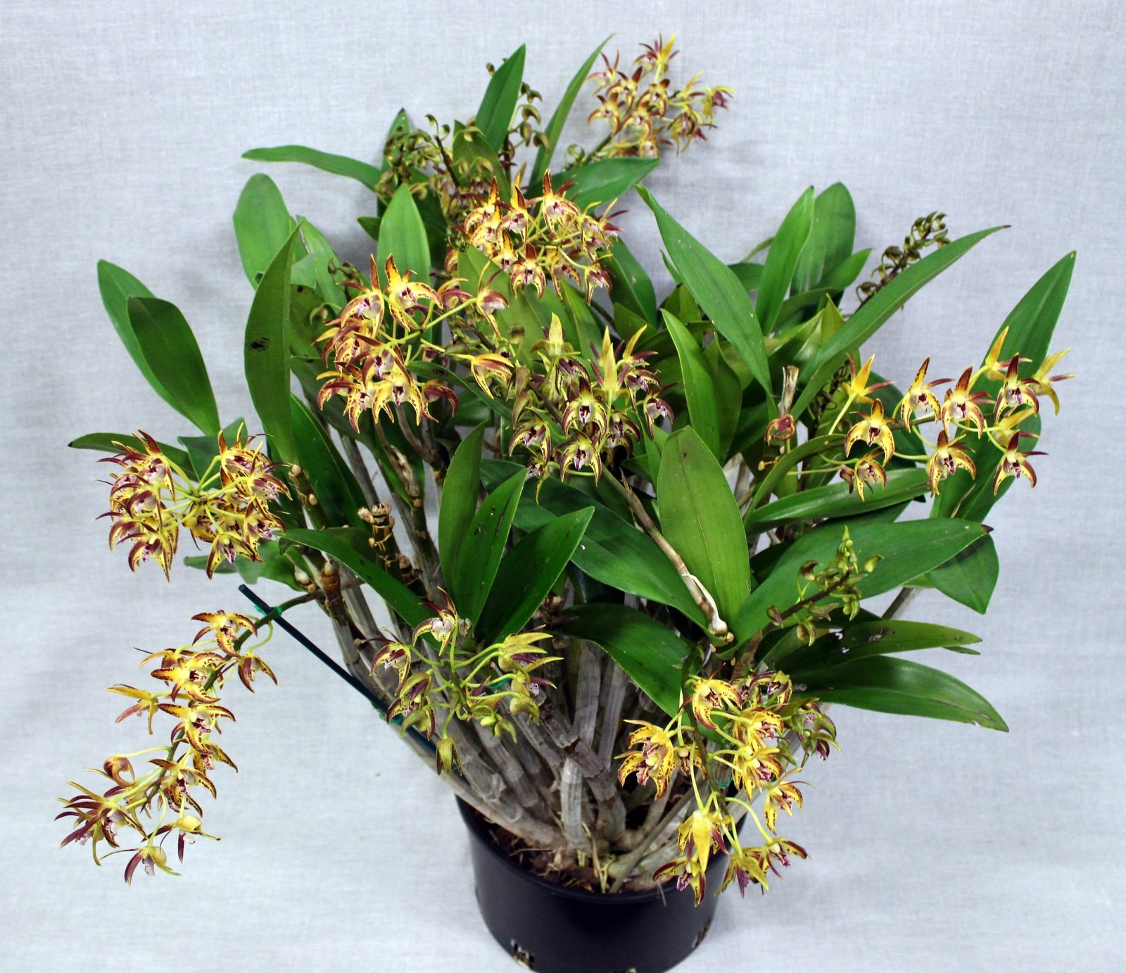 Champion Specimen Plant – Winter Show 2026