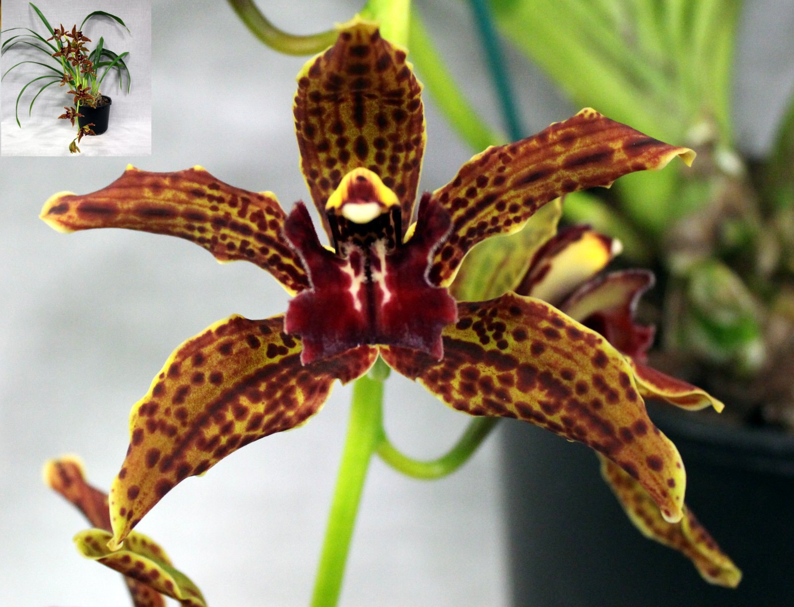 Champion Cymbidium All Sizes – Winter Show 2026