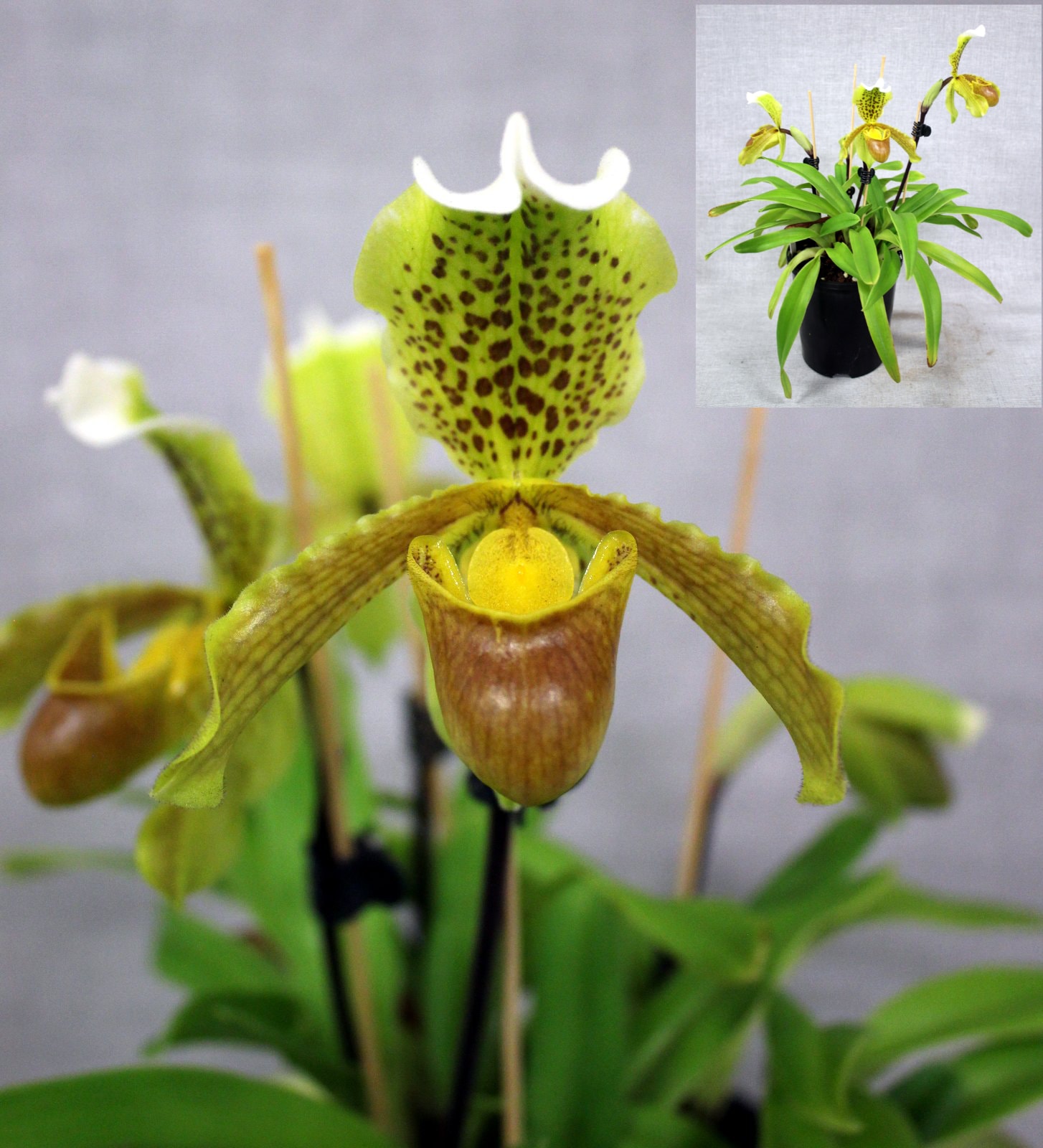Champion Paphiopedilum – Winter Show 2026