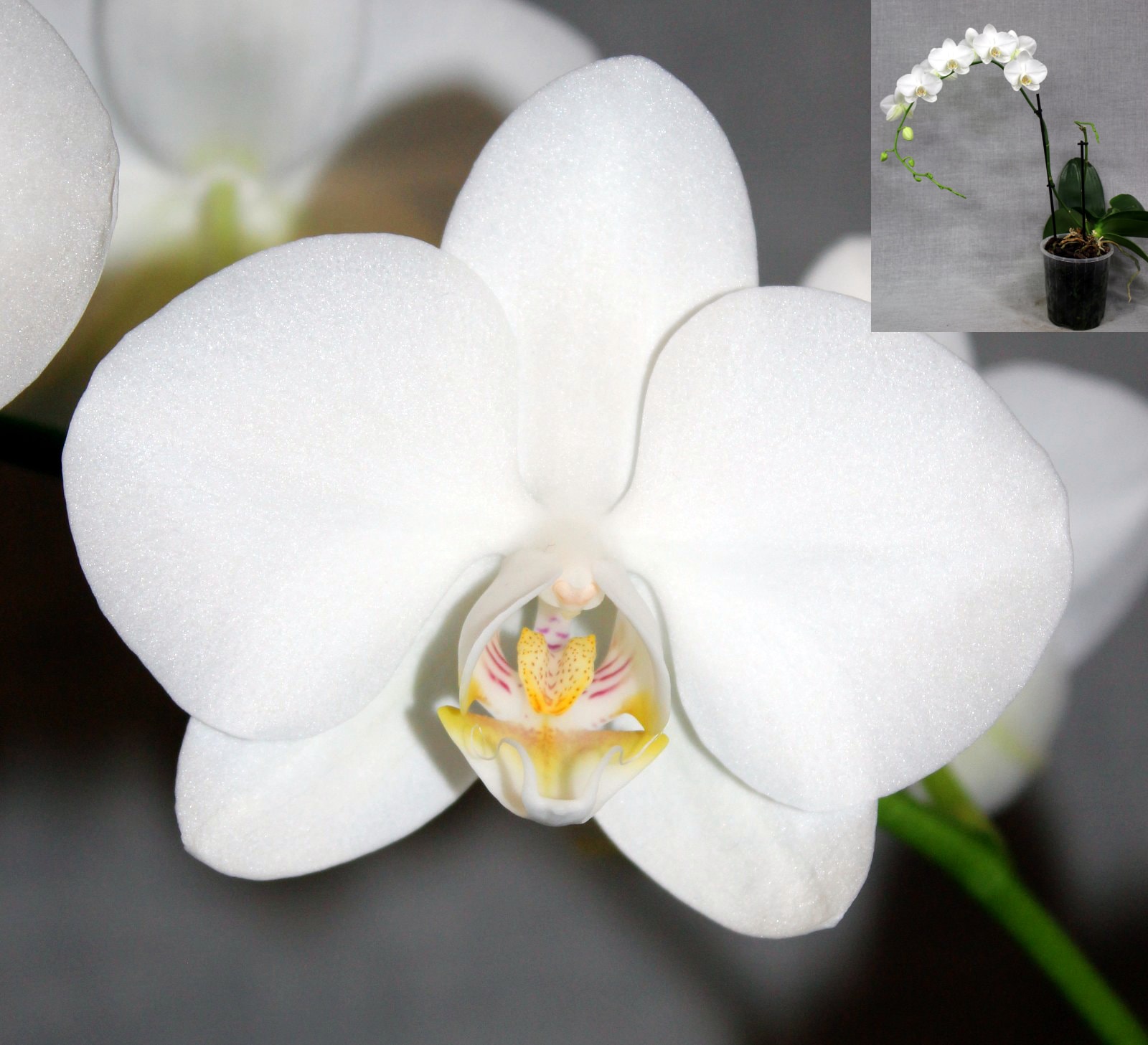 Champion Phalaenopsis – Winter Show 2026