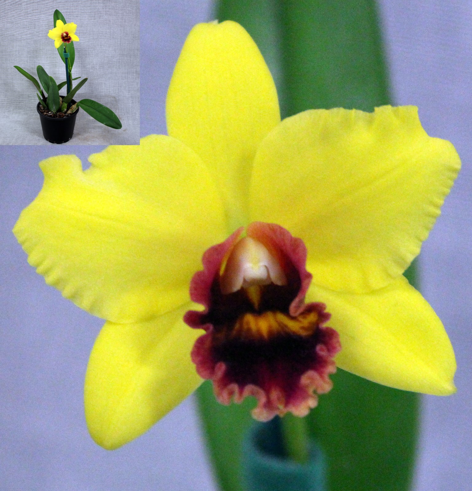 Champion Seedling – Winter Show 2026