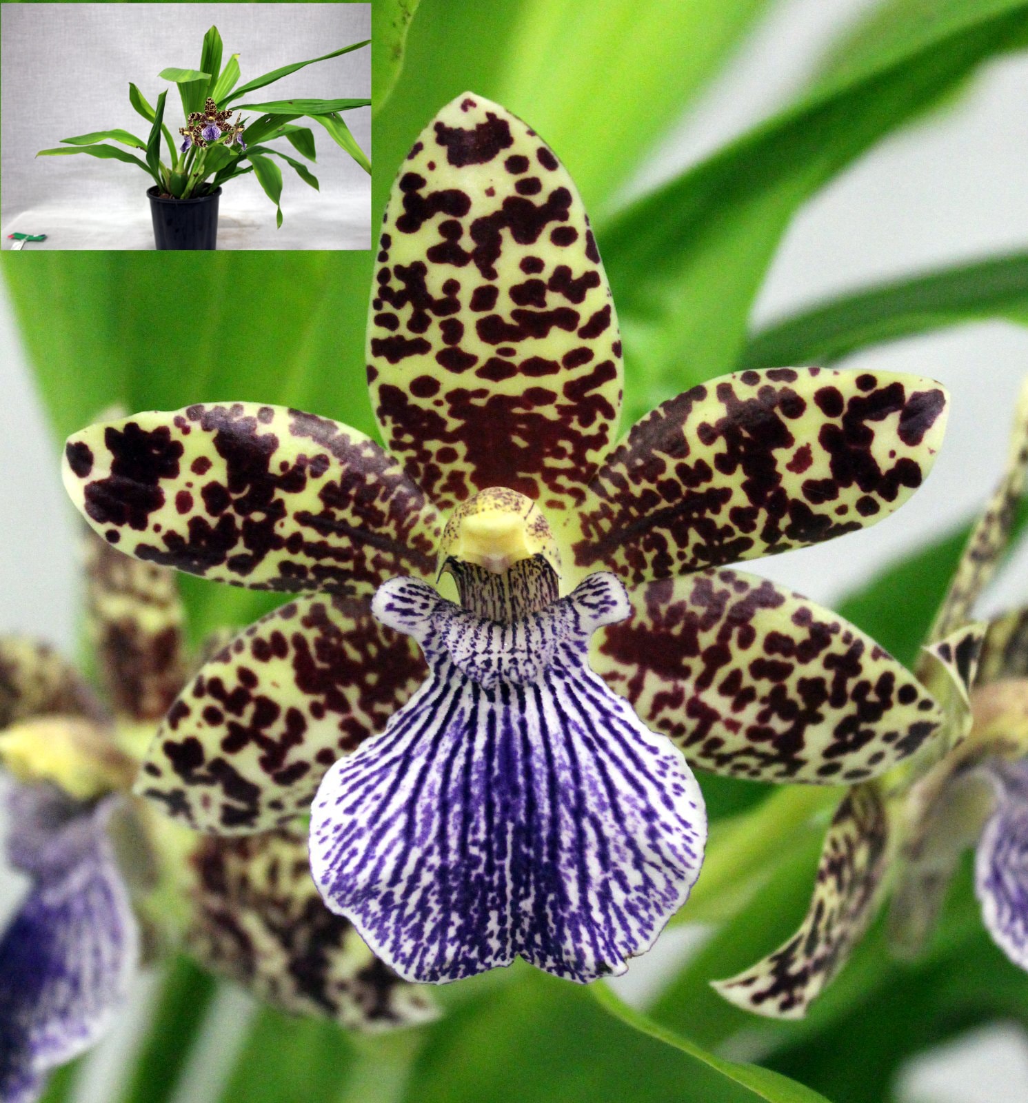 Champion Zygopetalinae – Winter Show 2026