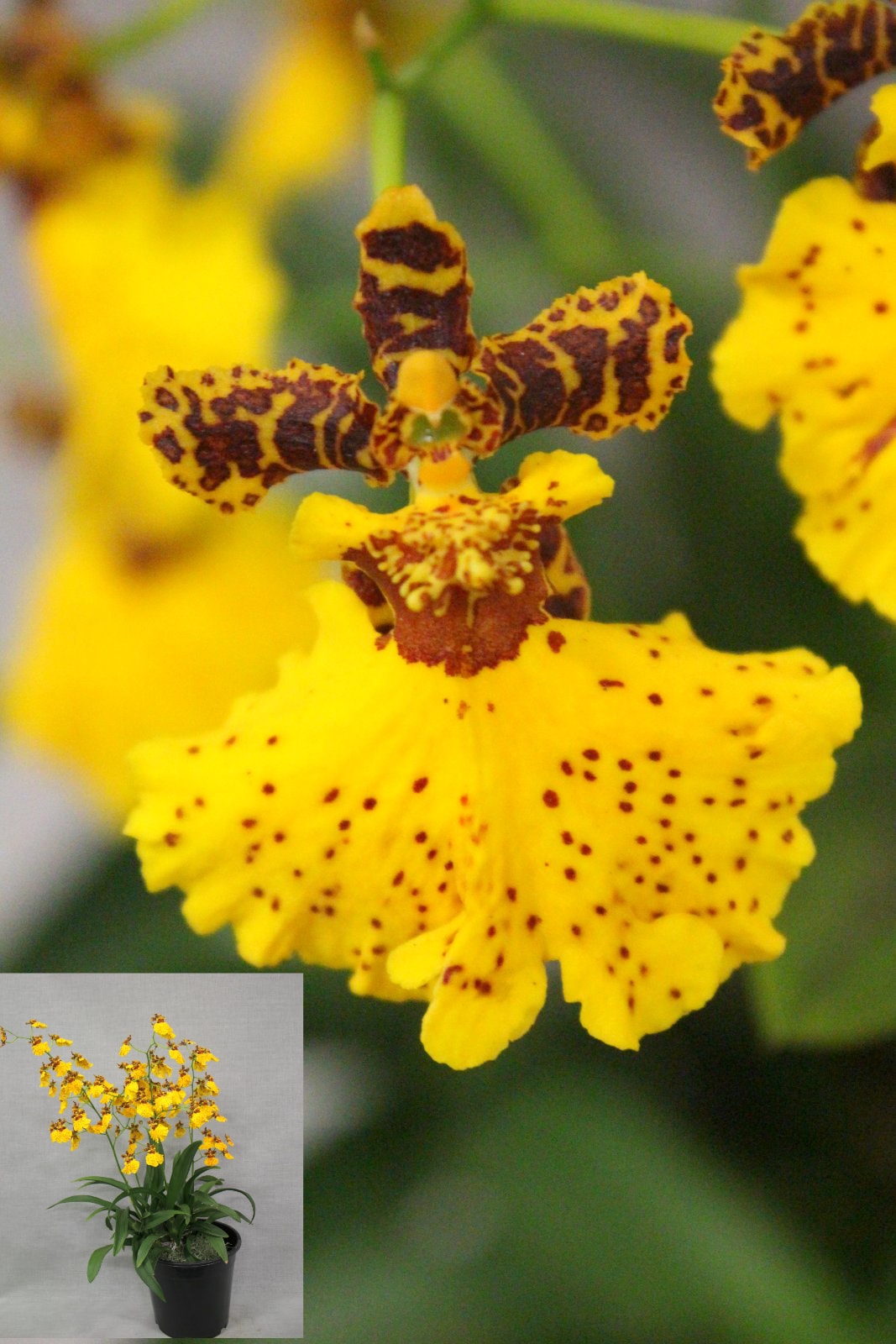 Grand Champion, Champion Open Division & Champion Oncidiinae – Winter Show 2026