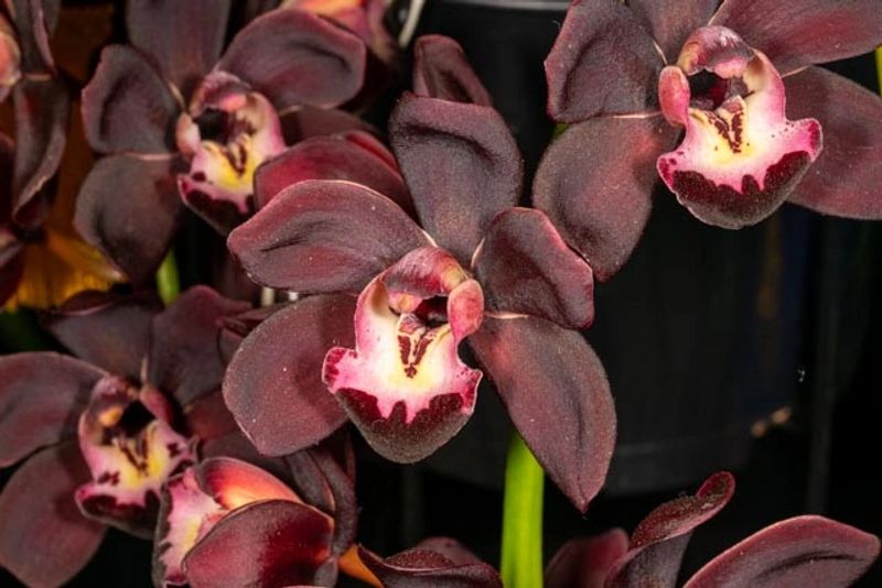 Orchid show display – exhibition table