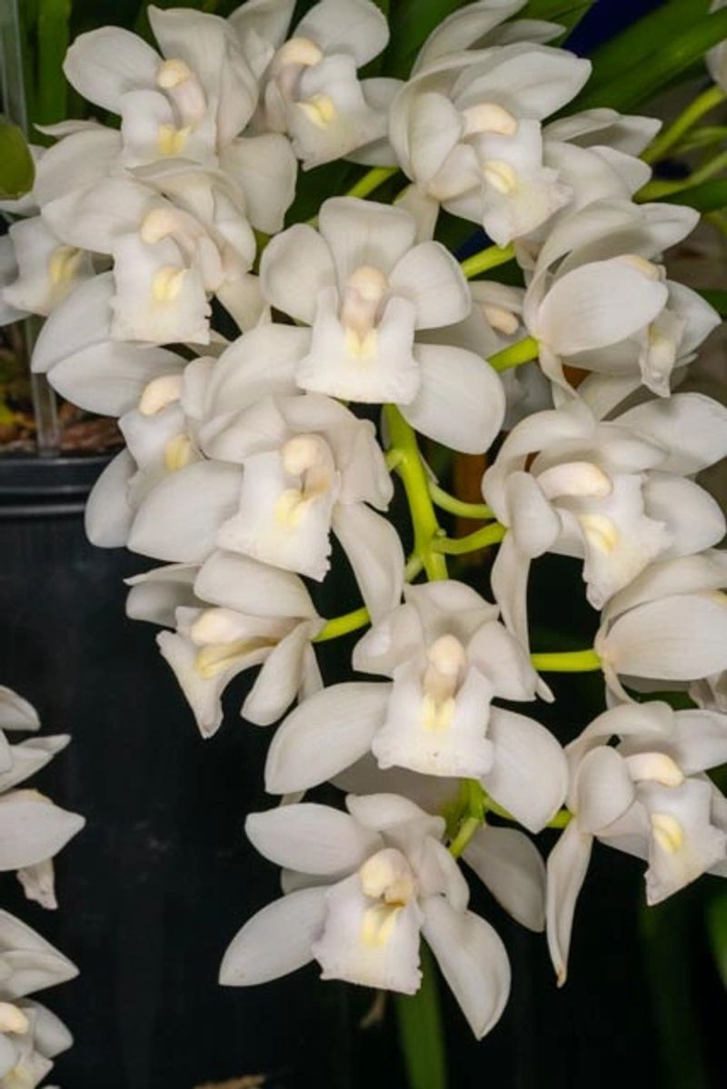 Orchid show display – club members and orchids