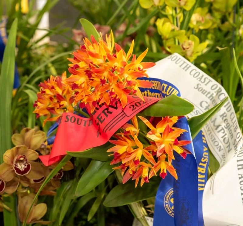 Orchid show display – colourful orchid arrangement