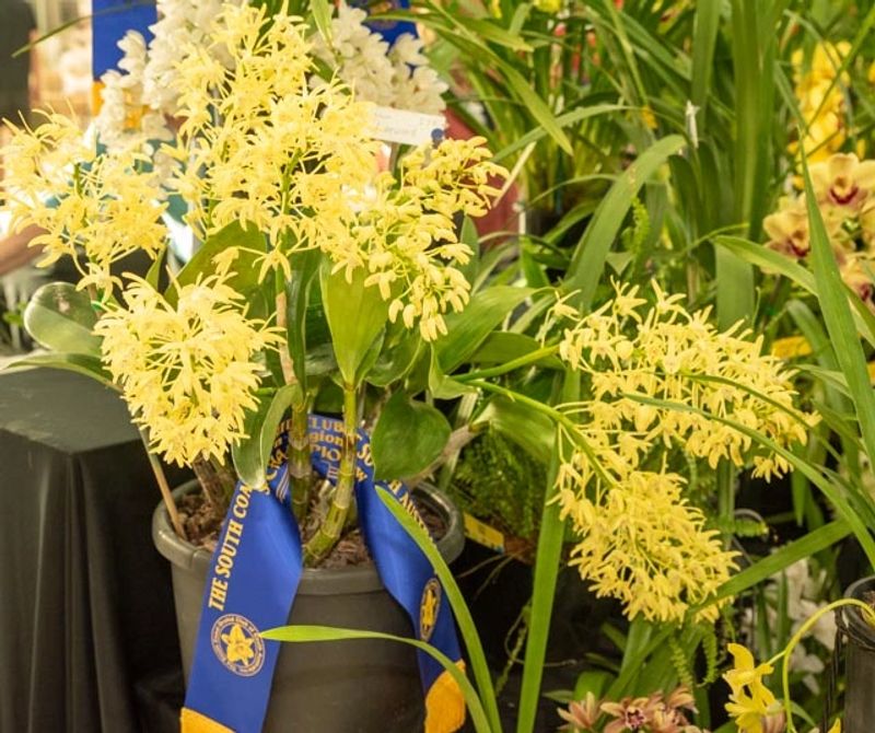 Orchid show display – vibrant orchid blooms