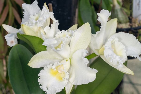 Elegant white orchids with ruffled petals and yellow centres — representing the club's passion for orchid cultivation