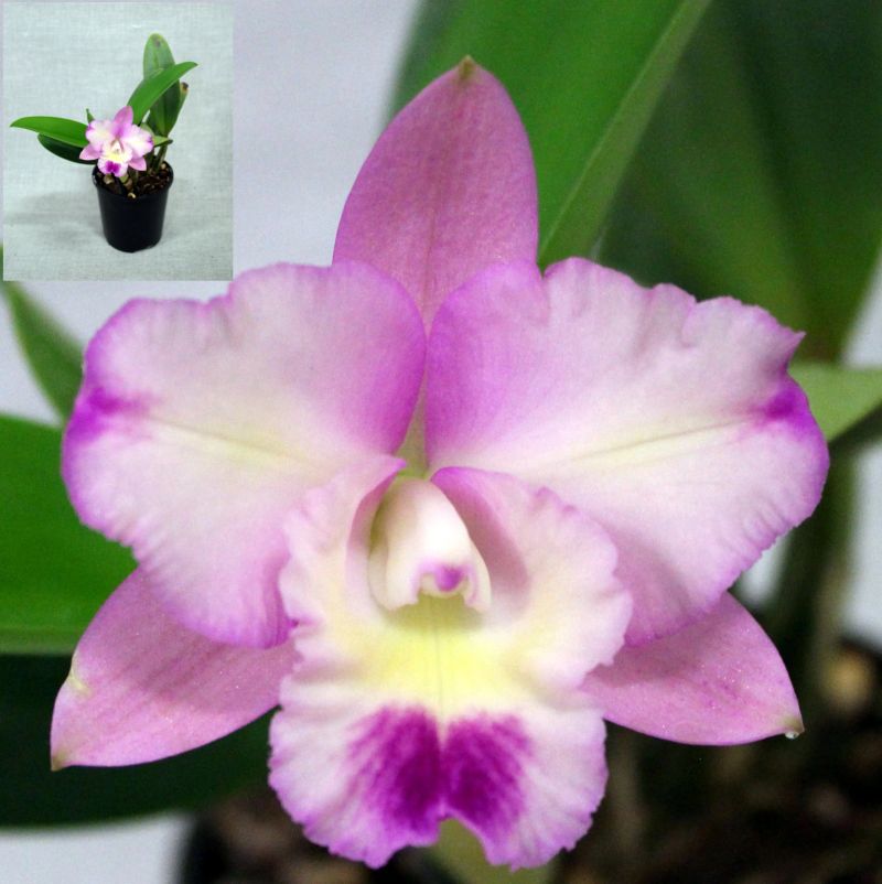 Close-up of a pink and white orchid with a small potted orchid inset – Cattleya Rosella's Angel