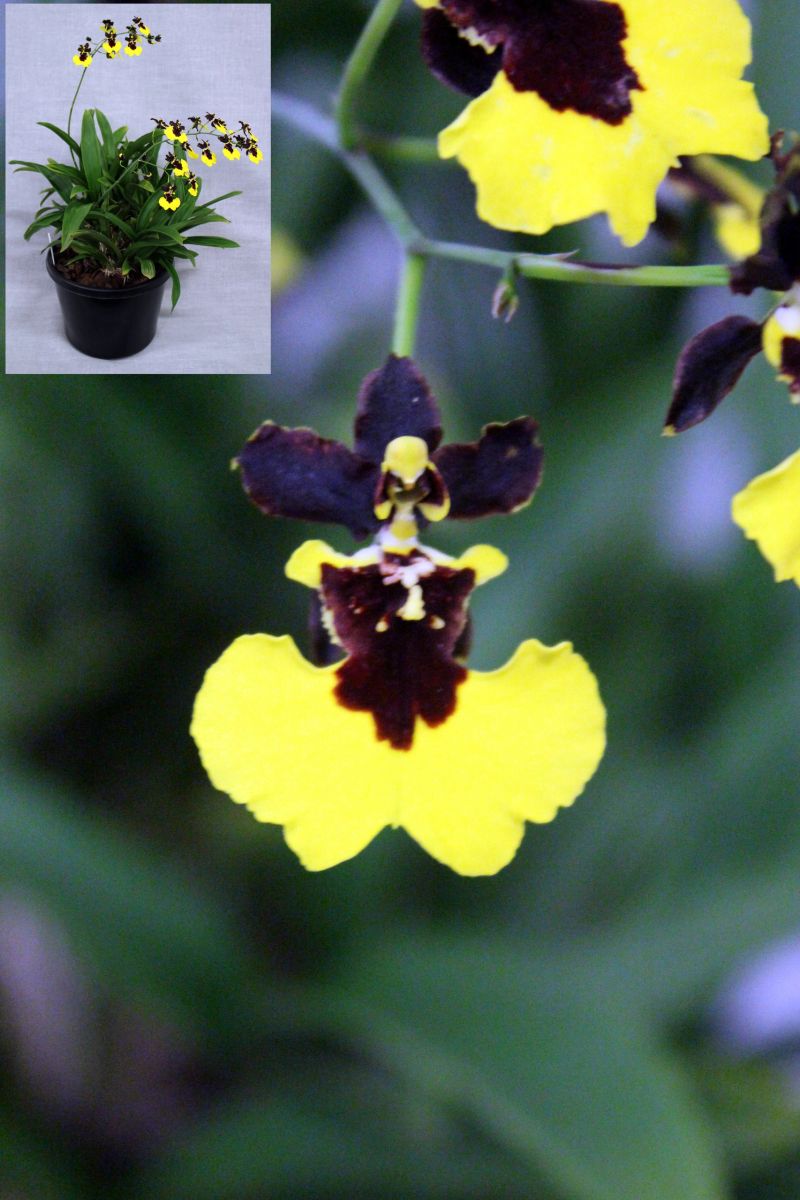 Yellow and brown orchid flowers in a black pot – Oncidium Alosuka 'Claire'