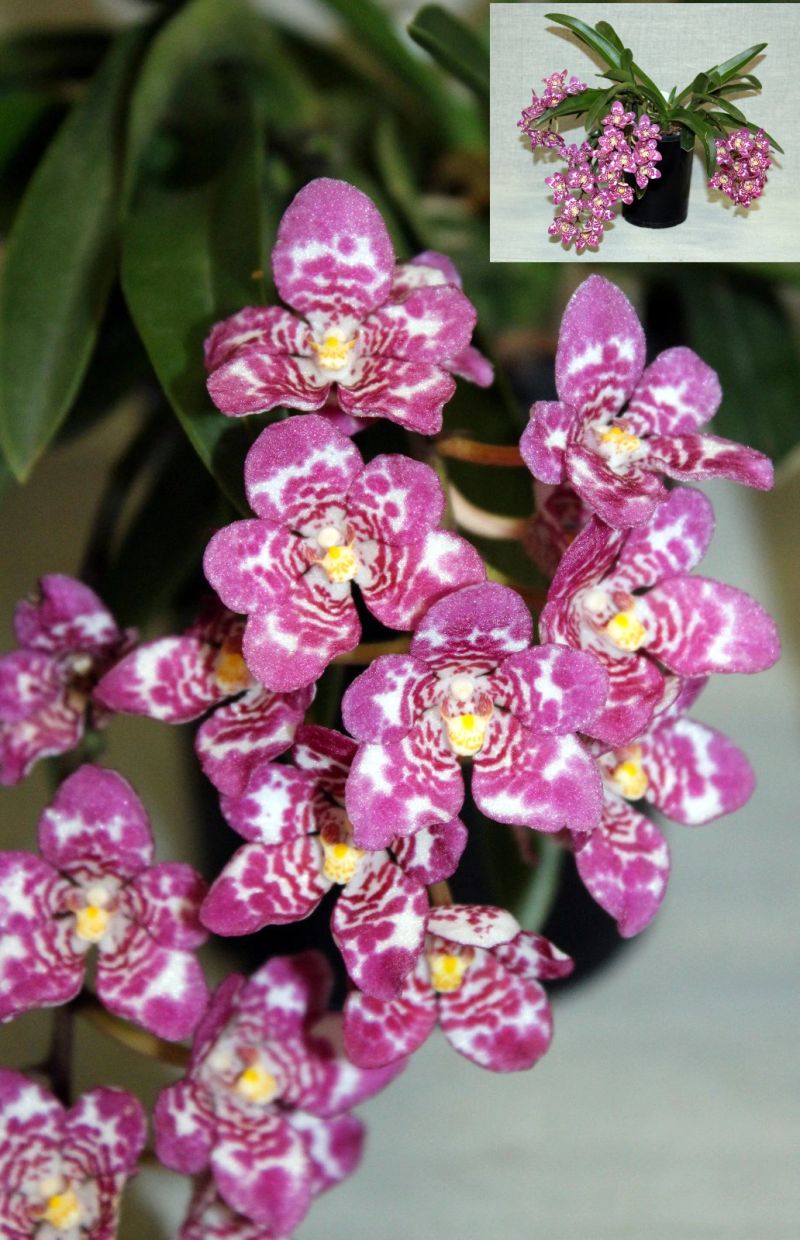 Vibrant pink and white orchids in bloom – First Division winner December 2025