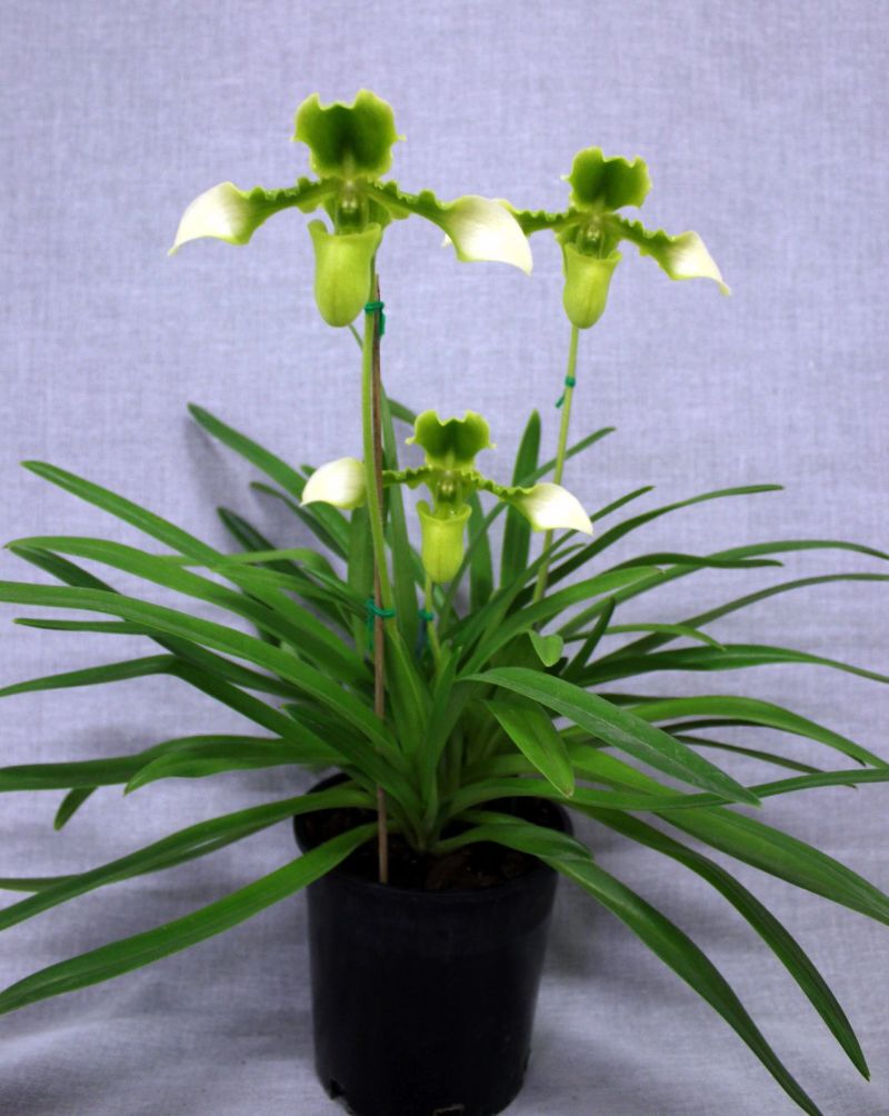 Green and white Paphiopedilum orchids in a black pot – Open Division winner December 2025