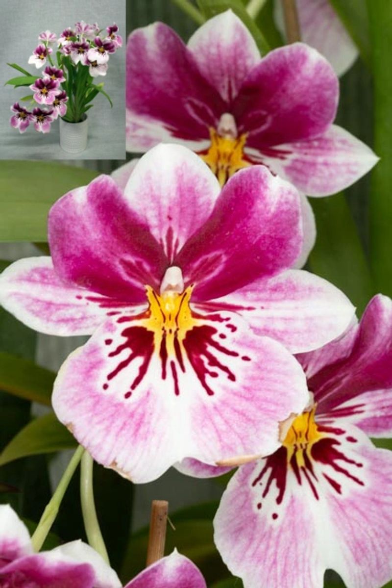 Close-up of vibrant pink and white orchids with intricate patterns – Second Division winner December 2025