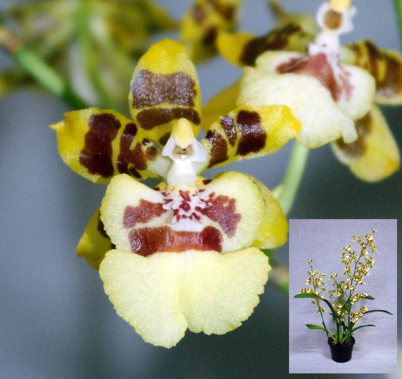 Close-up of a yellow and brown orchid flower – Onc. Arceli Cleous