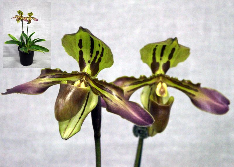 Close-up of two unique green and purple orchids with spotted patterns – Paph. trigrinum