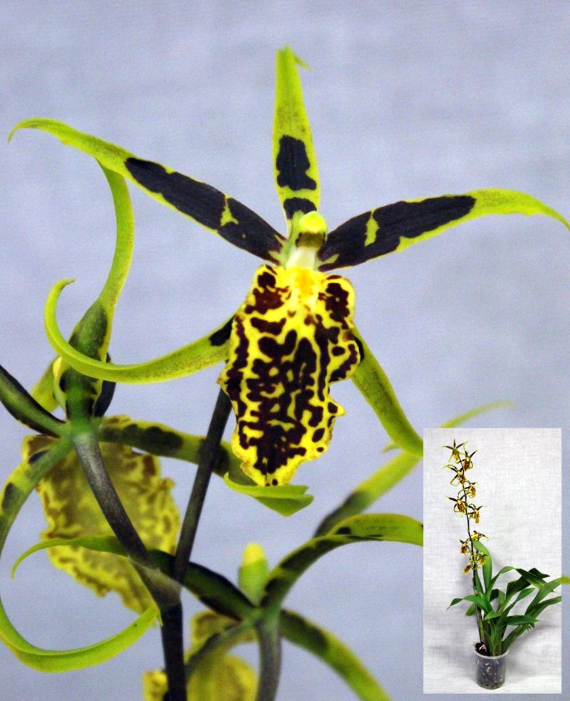 Yellow and black spotted orchid with long petals – Brassidium Gilded Urchin 'Ontario'