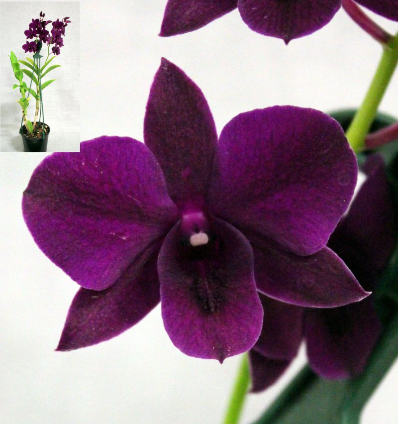 Close-up of a vibrant purple orchid flower – Dendrobium LD Red