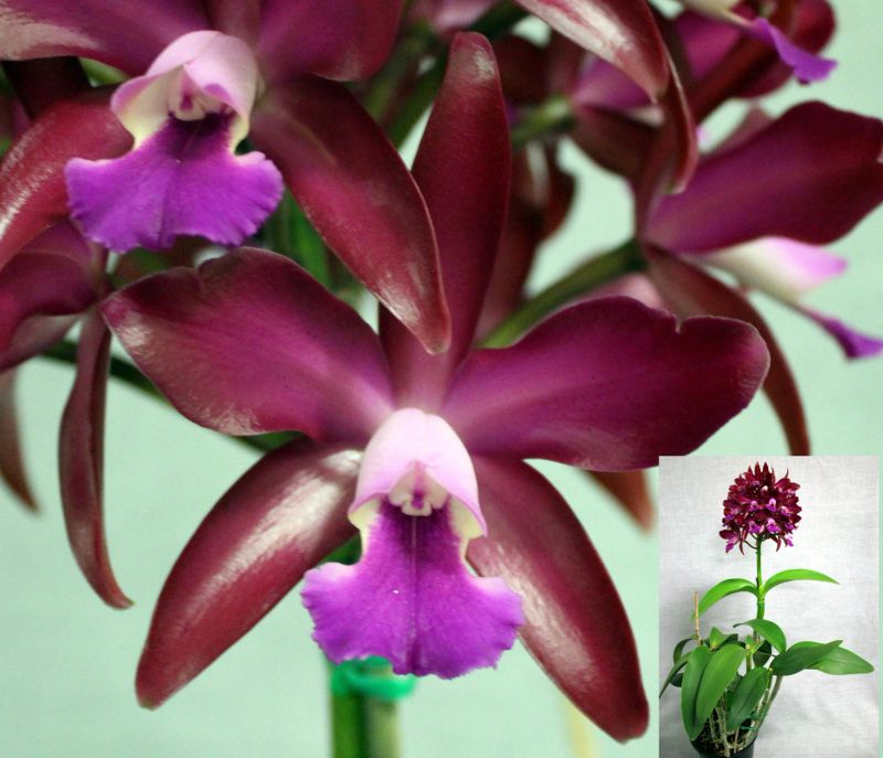 Close-up of a vibrant purple orchid with a full plant view inset – Cattleya Valentine Day 'Lisa'