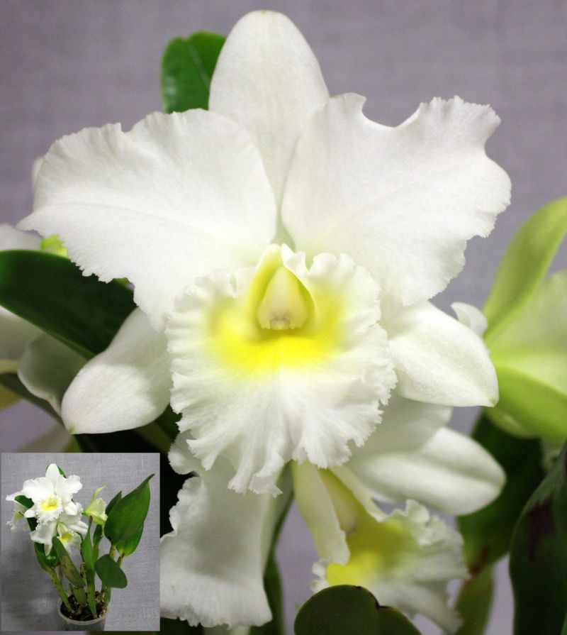 Close-up of a white orchid with a yellow center – Rhyncholaeliocattleya Bernadine Kennedy
