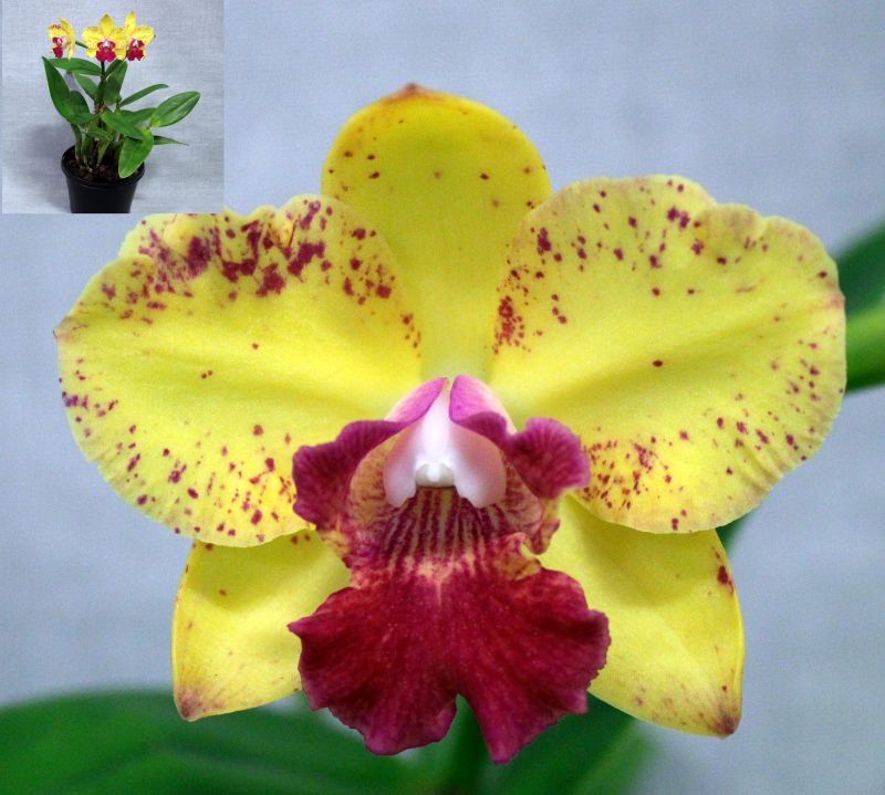 Close-up of a yellow and maroon spotted orchid flower – Cattleya deception caudebec