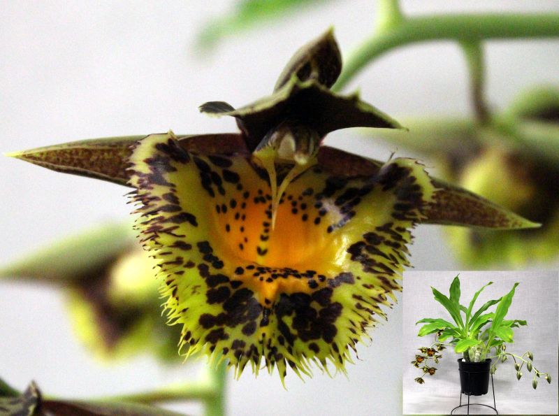 Close-up of a yellow and brown spotted flower – Catasetum lovena 'Cassidy'