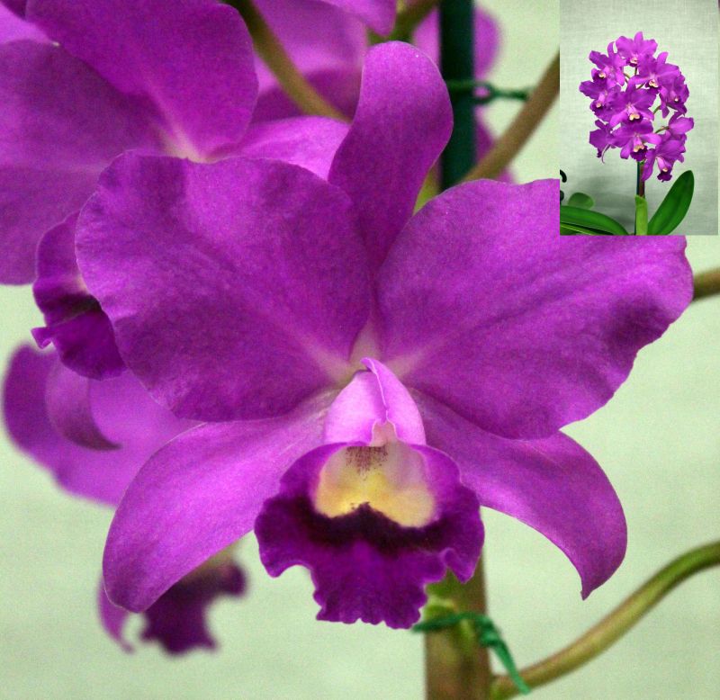 Close-up of vibrant purple orchids – Cattlianthe Porcia 'Cannizaro 200'