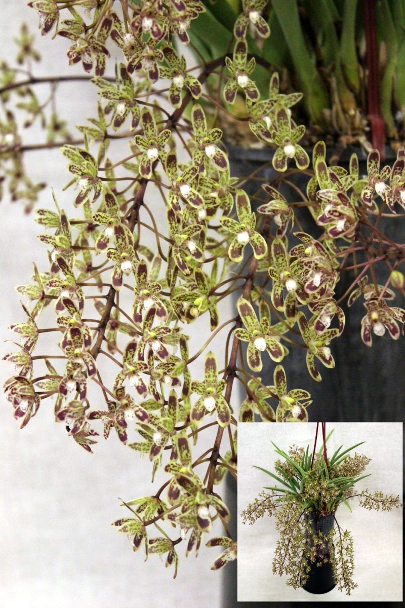 Close-up of spotted green and brown orchid flowers in a hanging pot – Cymbidium Kristiane Marie
