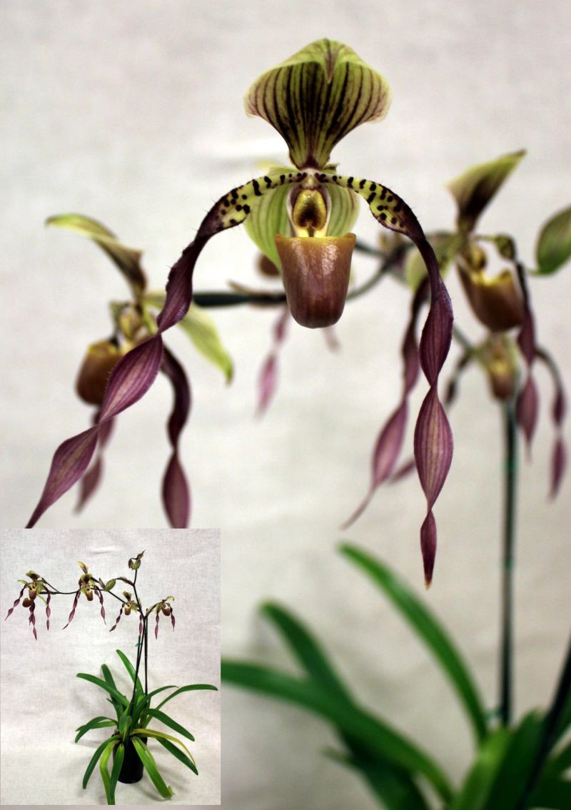 Close-up of unique Paphiopedilum orchids with twisted petals – Paphiopedilum Berenice 'Dee Pee'