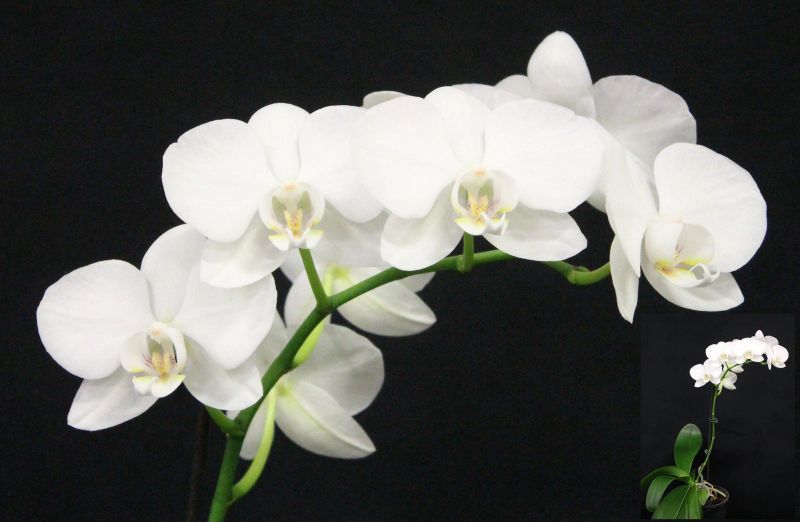 A graceful white orchid branch with multiple blossoms – Phalaenopsis aphrodite