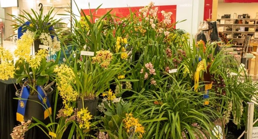 A vibrant indoor orchid display with various orchids and green plants at the Southern Region Show 2025