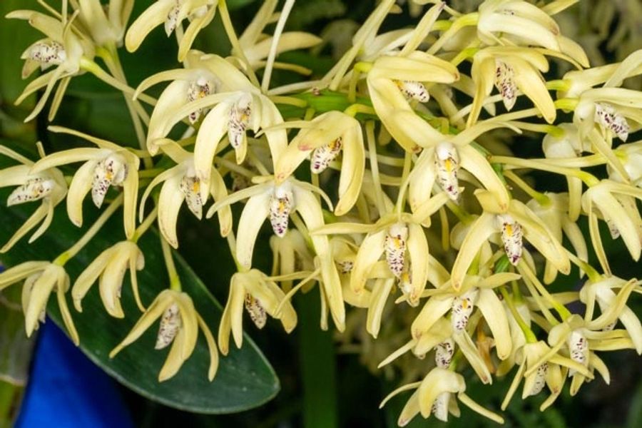 Cluster of delicate pale yellow orchids with intricate purple markings at the Southern Region Show 2025